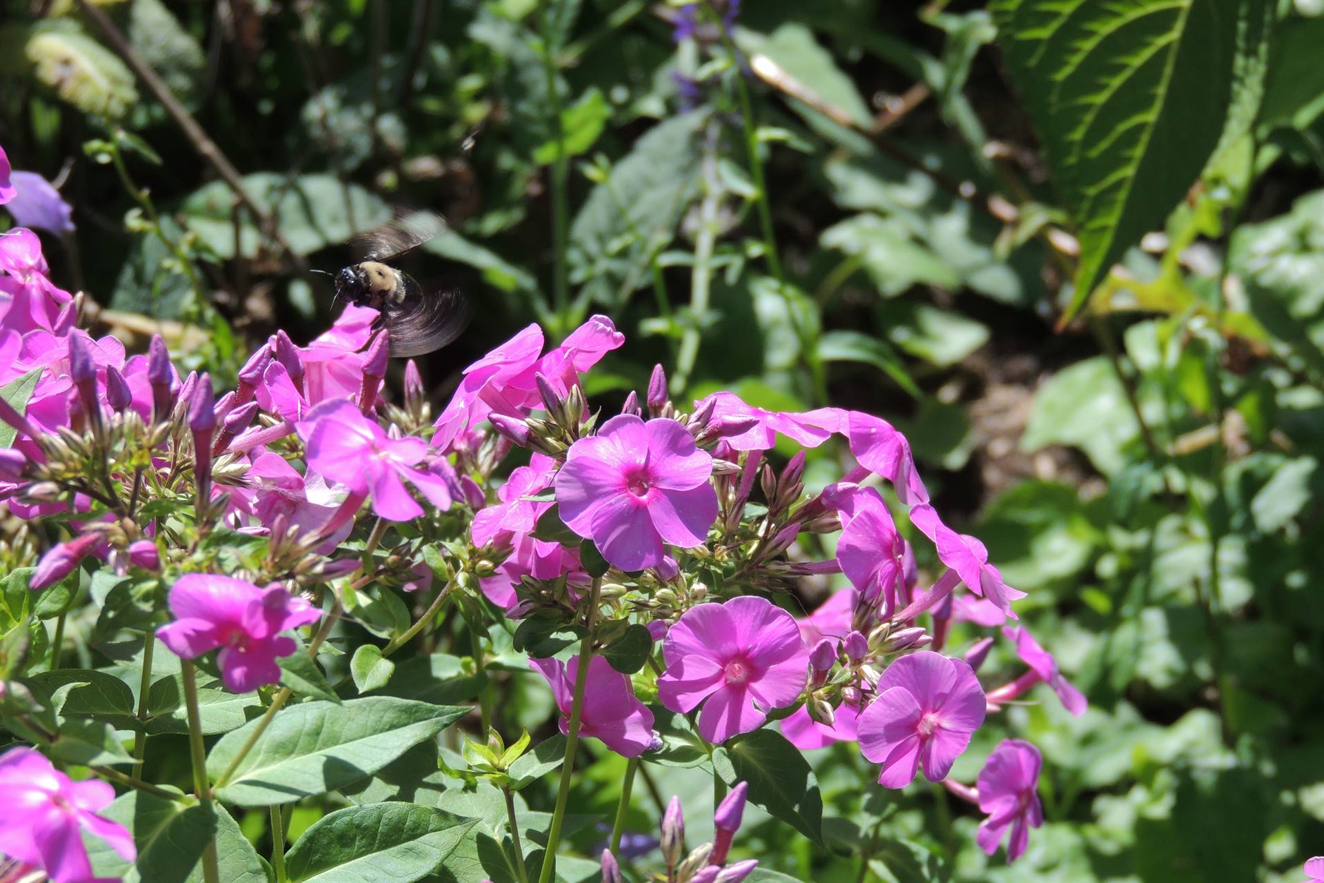 Purple flowers with bumble bee